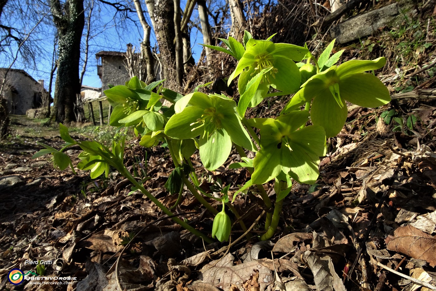 36 Elleboro verde (Helleborus viridis).JPG